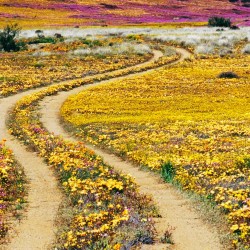 Spring wildflower bloom at Goegap Nature Reserve in Namaqualand, South Africa